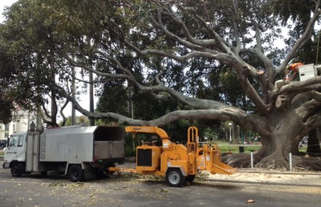 Arborist Napier