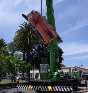 Tree Removal Hawkes Bay